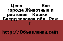 Zolton › Цена ­ 30 000 - Все города Животные и растения » Кошки   . Свердловская обл.,Реж г.